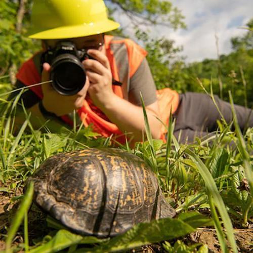 新濠天地的一名学生在野外给一只海龟拍照